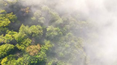 Dağları kaplayan muhteşem sabah sisi. Kalın sisle kaplı yeşil ağaçların havadan görünüşü