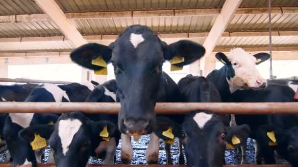Industria lattiero-casearia in un allevamento di vacche. Mucche nella fattoria. Una mucca con macchie bianche e nere guarda nella fotocamera — Video Stock