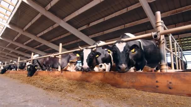 Industria lattiero-casearia in un allevamento di vacche. Mucche nella fattoria. Una mucca con macchie bianche e nere guarda nella fotocamera — Video Stock