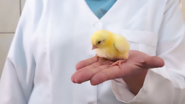 Farm with chickens. Woman in a white coat holding a small chicken in her hand. — Stock Video