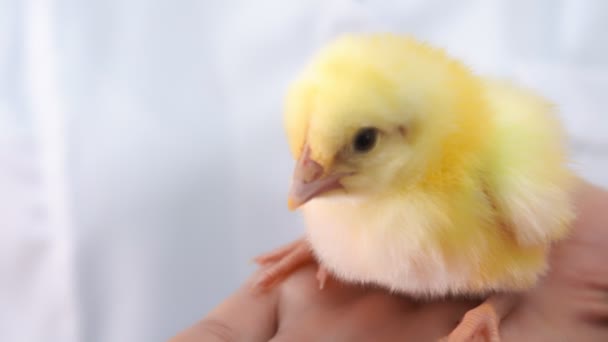 Geflügel und Hühnerzucht. Kleine Hühner in Transportcontainern. Industrielle Aufzucht und Transport von kleinen Hühnern in Plastikbehältern. — Stockvideo