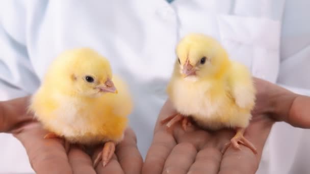 Két kis csirke egy farmer karjaiban közeledik. Baromfi és csirke tenyésztés. Csirkék vakcinázása. — Stock videók