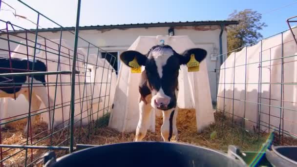 Livestock farm. Little calf on the farm. Nursery with small calves on a dairy farm. A little calf looks at the camera — Stock Video