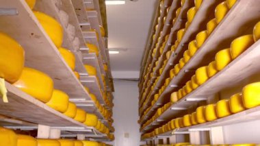 Buzdolabındaki ahşap raflarda farklı çeşitteki peynirlerin depolanması. Deponun raflarında peynir var..