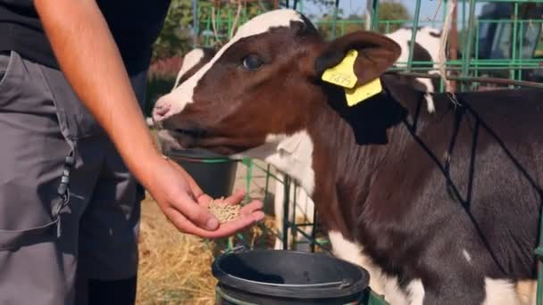 Een boer voedt een klein kalf met zijn hand op een melkveebedrijf. Rundveebedrijf. — Stockvideo