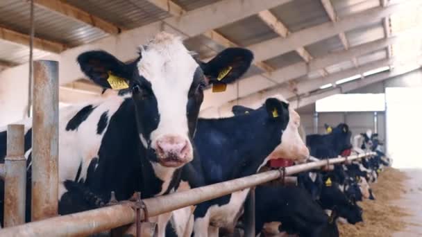 İnek çiftliğindeki mandıra endüstrisi. Çiftlikteki inekler. Siyah beyaz benekli bir inek kameraya bakar. — Stok video