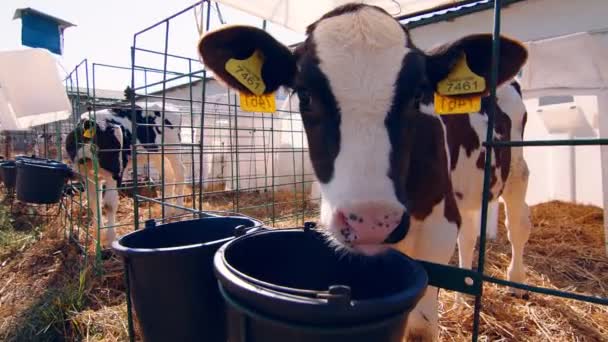 畜産場。農場の子牛だ。酪農場で小さな子牛と保育園。小さな子牛がカメラを見て — ストック動画