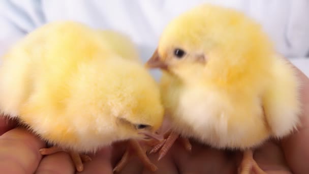 Dvě malá kuřátka v náručí farmáře zblízka. Drůbež a chov kuřat. Očkování kuřat. — Stock video