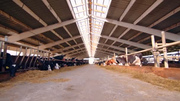 Chov skotu. Kráví farma. Krávy jedí trávu a sio na velké farmě. — Stock video