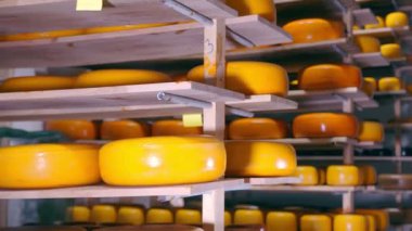 Buzdolabındaki ahşap raflarda farklı çeşitteki peynirlerin depolanması. Deponun raflarında peynir var..