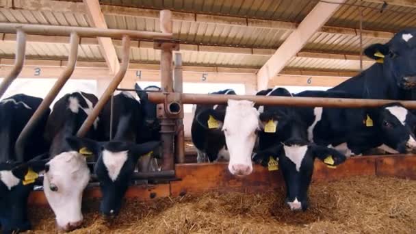 饲养牲畜。牛棚里的奶牛在靠近农场的地方吃干草.畜牧业和农业. — 图库视频影像