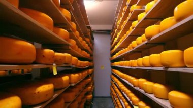 Buzdolabındaki ahşap raflarda farklı çeşitteki peynirlerin depolanması. Deponun raflarında peynir var..