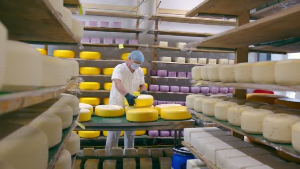 Produção de queijo. O trabalhador cobre o queijo com cera. Fábrica de queijo — Vídeo de Stock