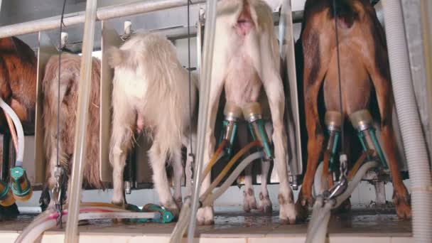 Автоматическое доение коз на ферме. Доение коз с использованием автоматизированных систем. Промышленное производство козьего молока. — стоковое видео