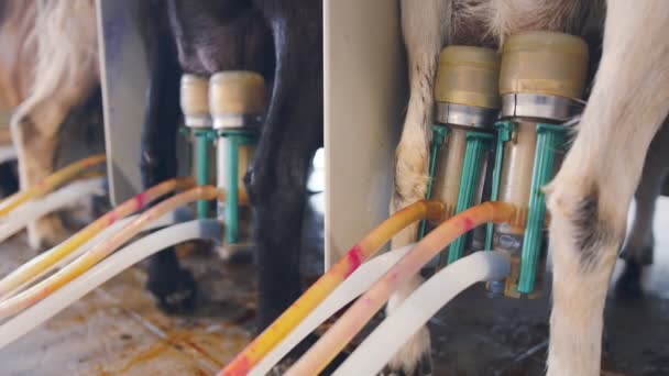 Automatische machine melken van geiten op de boerderij. Geitenmelken van dichtbij, met behulp van geautomatiseerde systemen. Industriële productie van geitenmelk. — Stockvideo