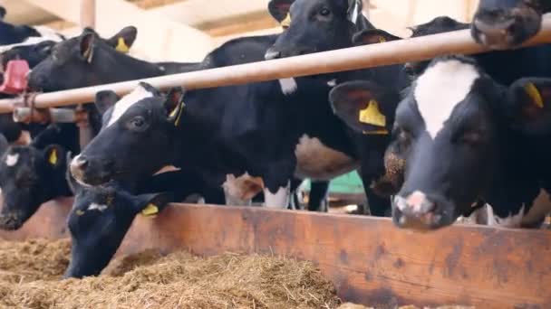 Criação de gado. As vacas num estábulo a comer feno numa quinta de perto. Criação de gado e agricultura. — Vídeo de Stock