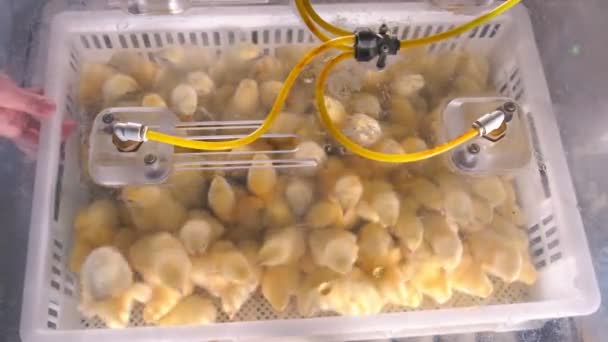 若い鶏の予防接種。プラスチック容器の鶏は、特別な箱の中のワクチンの溶液で噴霧されます。若い鶏の養鶏場と予防接種. — ストック動画