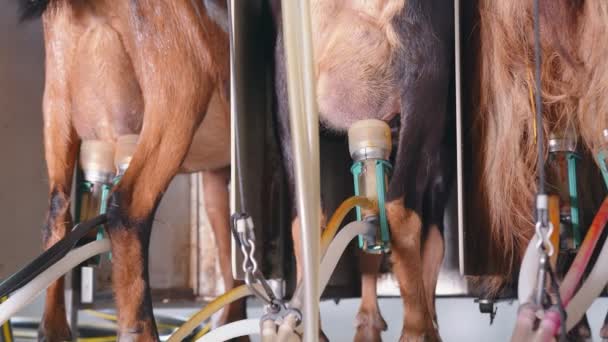 Автоматическое доение коз на ферме. Козье доение крупным планом с использованием автоматизированных систем. Промышленное производство козьего молока. — стоковое видео