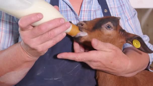 Granja de cabras. El granjero sostiene una cabra en sus brazos y alimenta la leche de una botella. La cabra bebe la leche de la botella se acercan — Vídeo de stock