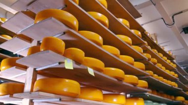 Buzdolabındaki ahşap raflarda farklı çeşitteki peynirlerin depolanması. Deponun raflarında peynir var..