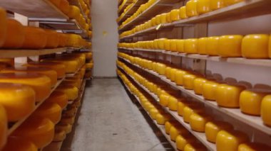 Buzdolabındaki ahşap raflarda farklı çeşitteki peynirlerin depolanması. Deponun raflarında peynir var..