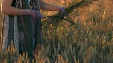 Gün batımında olgun buğday başaklarını bir orakla biçen bir kadın. Kız, olgunlaşmış buğdayın altın kulaklarını gün batımında keskin bir orakla kesiyor..