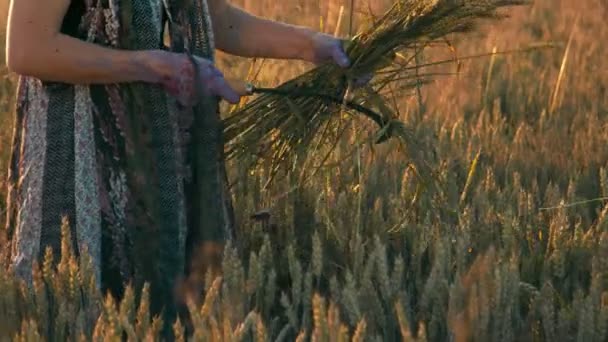 Жінка, яка під час заходу сонця косить стиглі вуха пшениці серпом. Дівчина ріже золоті вуха стиглої пшениці гострим серпом на заході сонця . — стокове відео