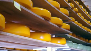 Buzdolabındaki ahşap raflarda farklı çeşitteki peynirlerin depolanması. Deponun raflarında peynir var..