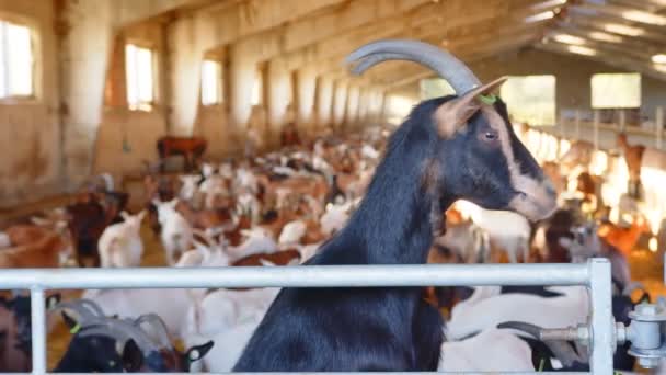 Fazenda de gado grande para cabras e gado. Cabras caminhando na fazenda. — Vídeo de Stock