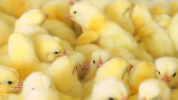 Птицеводство и выращивание кур на сельскохозяйственной ферме. Многие крупным планом цыплята движутся в контейнере. — стоковое видео