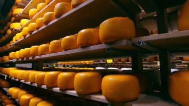 Buzdolabındaki ahşap raflarda farklı çeşitteki peynirlerin depolanması. Deponun raflarında peynir var..