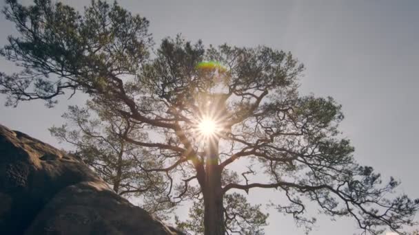 日没の孤独な木のシルエット。太陽の光は木の枝を通して輝きます。太陽の光を背景に岩の上に生えている木の背景フレーム. — ストック動画