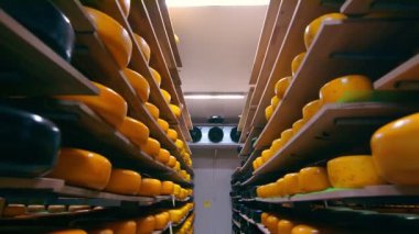 Buzdolabındaki ahşap raflarda farklı çeşitteki peynirlerin depolanması. Deponun raflarında peynir var..