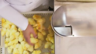 Çiftlikte genç tavuklara aşı yapan veteriner. Doktorların elinde özel bir aşı tekniğiyle otomatik olarak aşılanan bir ben var..