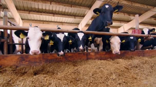 Elevage du bétail. Des vaches dans une étable en train de manger du foin dans une ferme. Exploitation animale et agriculture. — Video