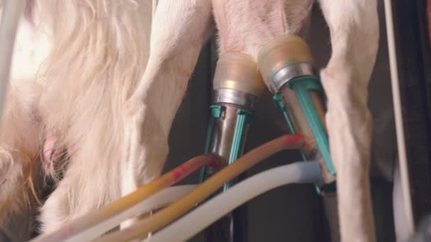 Kecskék automata fejése a farmon. Kecskefejés közelről, automatizált rendszerekkel. Kecsketejtermelés. — Stock videók