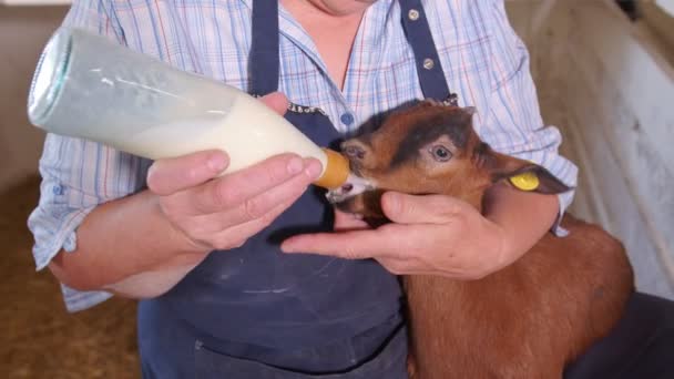 Keçi çiftliği. Çiftçi kollarında bir keçi tutuyor ve bir şişeden süt besliyor. Keçi bir şişeden süt içer. — Stok video