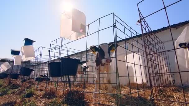 畜産場。農場の子牛だ。酪農場で小さな子牛と保育園。小さな子牛がカメラを見て — ストック動画