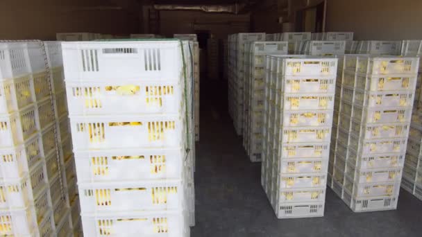 Pollame e allevamento di polli. Polli in container per il trasporto. Allevamento industriale e trasporto di piccoli polli in contenitori di plastica. — Video Stock