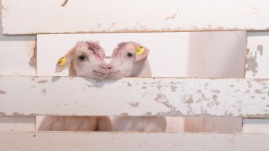 İki küçük beyaz çocuk çitin ötesine bakıyor. Keçi çiftliği. Küçük çocuklar yetiştirmek. Keçiler ve sığırlar için büyük çiftlik hayvanları. Çiftlikte yürüyen keçiler.