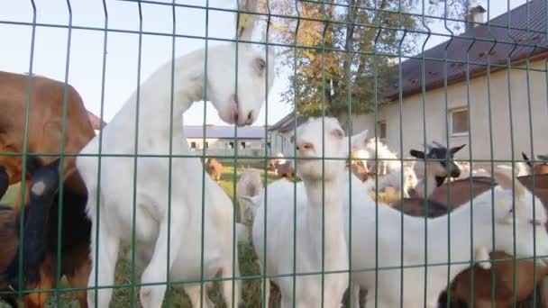 Dwoje białych dzieciaków spogląda przez ogrodzenie. Hodowla kóz. Wychowywanie małych dzieci. Duża hodowla dla kóz i bydła. Kozy spacerujące po farmie. — Wideo stockowe