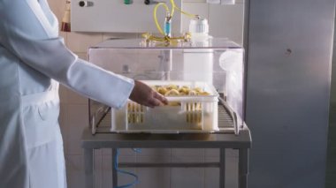 Çiftlikte genç tavuklara aşı yapan veteriner. Doktorların elinde özel bir aşı tekniğiyle otomatik olarak aşılanan bir ben var..