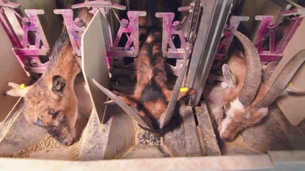 Kecskék ipari fejése a gazdaságban. A kecskék speciális tartályokba kerülnek az automata tejfejéshez. A kecskék esznek.. — Stock videók