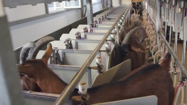 Industrieel melken van geiten op de boerderij. Geiten gaan in speciale behuizingen voor automatisch melken. — Stockvideo