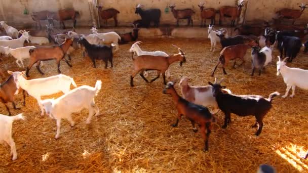 Grote veehouderij voor geiten en runderen. Geiten lopen op de boerderij. — Stockvideo