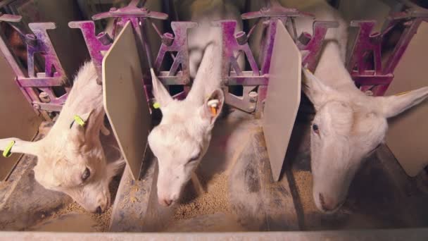 Промышленное доение коз на ферме. Козы попадают в специальные корпуса для автоматического доения молока. Козы едят пищу. — стоковое видео