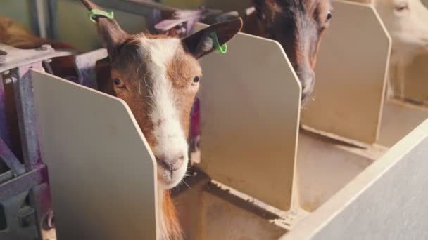 Industrial milking of goats on the farm. Goats go into special enclosures for automatic milk milking. Goats eat food. — Stock Video