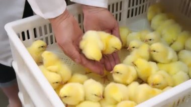 Bir çiftçinin kollarında iki küçük tavuk. Kümes hayvanları ve tavuk yetiştiriciliği. Tavuklara aşı.