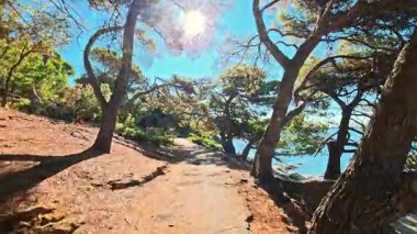 Adriyatik kıyı şeridine uzanan çam ağaçlı güneşli orman yolu, açık gökyüzü, deniz manzarası ve gölgeler ile doğal açık hava manzarası Akdeniz atmosferini yaratıyor.