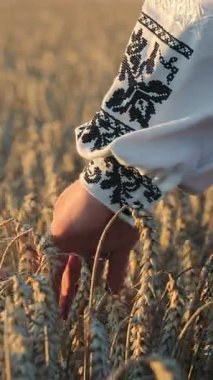 Bir buğday tarlası ve olgunlaşmış buğday başaklarına dokunan bir kadın. Doğa ve Tarım